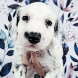 Akela - White and black male Dalmatian puppy in Gray, Georgia from Fuller Spots