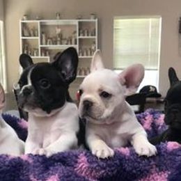 French Bulldogs from Twisted Oak Frenchies