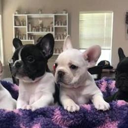 French Bulldogs from Twisted Oak Frenchies