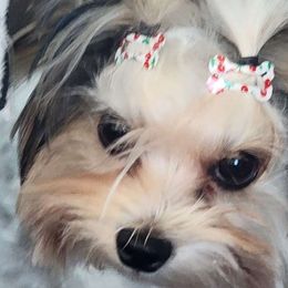 DAISY - Yorkshire Terrier