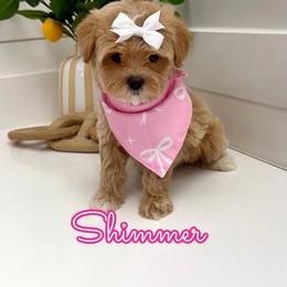 Shimmer - Apricot female Maltipoo puppy in Buford, Georgia from Petite Posh Puppies