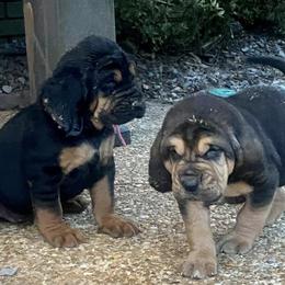 Bloodhound and Mastiff Puppies from Teoc Bloodhounds and Mastiffs