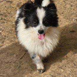 Dopey - Black parti male Pomeranian puppy in Laredo, Texas from SASH Poms