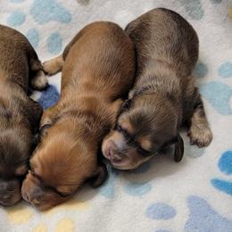 Dachshund Puppies from CLARK'S BREEDING PROGRAM