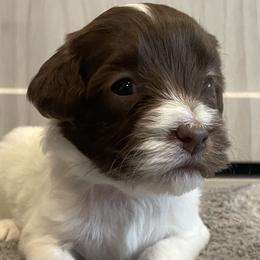 Orange - Parti female Goldendoodle puppy in Medina, Ohio from Farmer Doodles