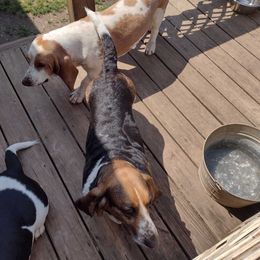 Basset Hounds from Breashae's  Pups