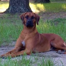 Maverick - Rhodesian Ridgeback