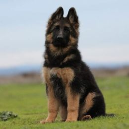 Felina v.d. Bären des Waldes - Black and red German Shepherd puppy in Lincoln, California from Bären des Waldes