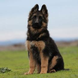 Felina v.d. Bären des Waldes - Black and red German Shepherd puppy in Lincoln, California from Bären des Waldes