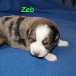 Zeb - Blue merle male Miniature American Shepherd puppy in Hillsdale, Michigan from Faithwalk Aussies and Mini American Shepherds