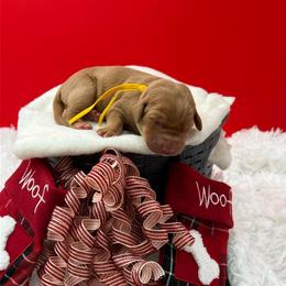 Yellow collar - Yellow female Labrador Retriever puppy in Heath Springs, South Carolina from Rich Hill Retrievers