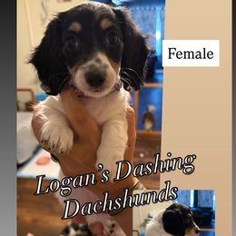 Dachshund Puppies from Logan’s Dashing Dachshunds