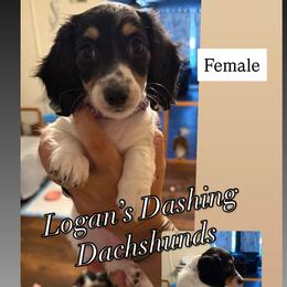 Dachshund Puppies from Logan’s Dashing Dachshunds