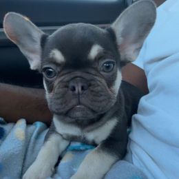 Brownie - Tricolors female French Bulldog puppy in Fulton, Missouri from FamLee Frenchies