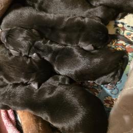 Girl 1 - Black and rust female Doberman Pinscher puppy in Vale, North Carolina from Von Katzenstein Kennel