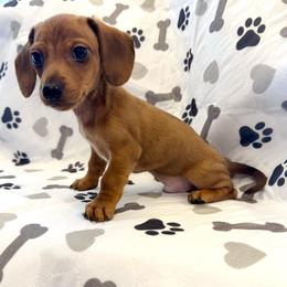 Boy 3 - Cream male Dachshund puppy in Moriarty, New Mexico from Lil Smokey’s of New Mexico
