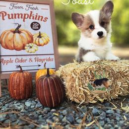 Toast - Red male Pembroke Welsh Corgi puppy in Cameron, North Carolina from Butts Family Corgis