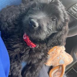 Twix - Black female Goldendoodle puppy in Waterford, California from Alvdoodles