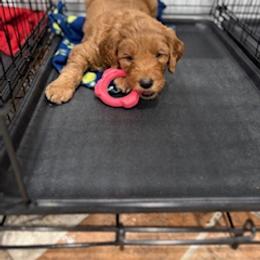 Goldendoodle Puppies from South Georgia Golden Doodle Ranch LLC