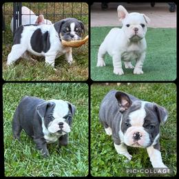 French Bulldog Puppies from Bailey Hedges
