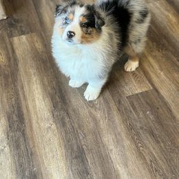 Australian Shepherd Puppies from Queen City Farm
