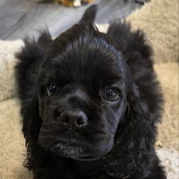 Bandit - Black male Cocker Spaniel puppy in Victor, Montana from Stargazer Kennel