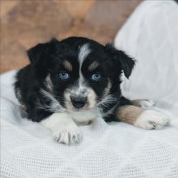 Girl 2 Purple - Black tri-color female Australian Shepherd puppy in Yakima, Washington from Naches Heights Ranch