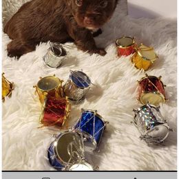 Not named - Chocolate and tan male Yorkshire Terrier puppy in Marion Station, Maryland from Anna's Yorkie Treasures