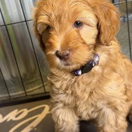 Ginger - Caramel female Australian Labradoodle puppy in Sun City, Arizona from Blue Line Doodles of Arizona