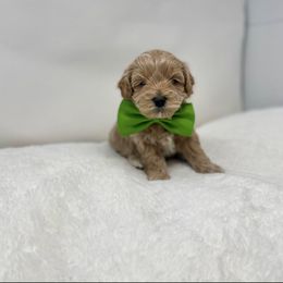 Maltipoo Puppies from Piper N Penny