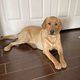 Labrador Retrievers from Darbytown Labradors