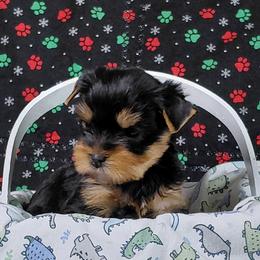 Denver - Blue and gold male Yorkshire Terrier puppy in Pinellas Park, Florida from Silversands Yorkshire Terriers