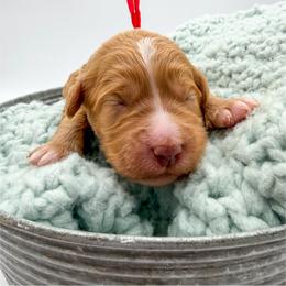 Stormy - Apricot female Goldendoodle puppy in Sunman, Indiana from Brunsman Country Doodles LLC