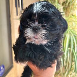 Sasha - Black and white female Shih Tzu puppy in Victorville, California from Precioustzus