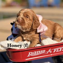 Honey - Caramel red female Australian Labradoodle puppy in Citrus Heights, California from Elite Blend Labradoodles