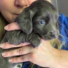 Eros Full AKC Boy 1 - Gray (blue) male Dachshund puppy in Erie, Michigan from Champagne’s Grinch Toe’d Dachshunds