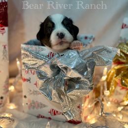 Boy 2 - Black tri male Miniature Australian Shepherd puppy in Pueblo, Colorado from Bear River Ranch LLC
