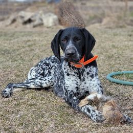 Doberman Pinschers and German Shorthaired Pointers from Snell's Superior Kennel Dobermann & GSP