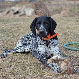 Doberman Pinschers and German Shorthaired Pointers from Snell's Superior Kennel Dobermann & GSP