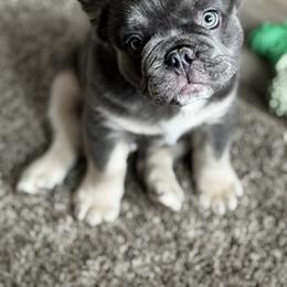 French Bulldog Puppies from Fishie's Frenchies