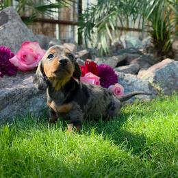 Trudi - Dapple female Dachshund puppy in Florence, Arizona from Doxie Town Az