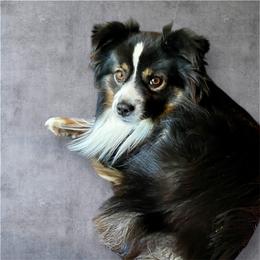 Toy Australian Shepherd puppies from Southern Promise Aussie’s