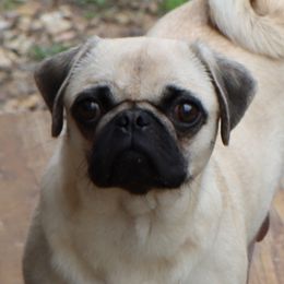 Peanut - Pug