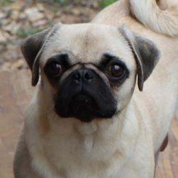 Peanut - Pug