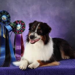 Australian Shepherds from Rebel Runner Australian Shepherds