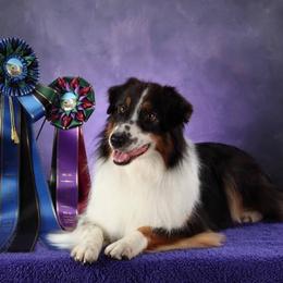 Australian Shepherds from Rebel Runner Australian Shepherds