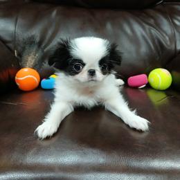 Cyrus - Black and white male Japanese Chin puppy in Salem, Oregon from Chinnychinchinofsalem