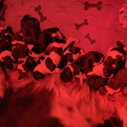 English Springer Spaniel Puppies from Clucking Homestead Springers