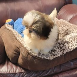 Little Koda Bear - Tricolor male Shih Tzu puppy in Cartersville, Georgia from 100 Acre Woods Shih Tzu Plantation