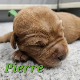 Pierre - Yellow male Labrador Retriever puppy in Sidney, Nebraska from Nebraska Strong Labradors